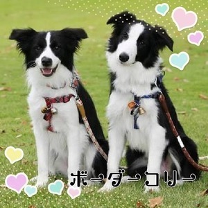 全国のボーダーコリーの里親募集一覧 保護犬をヘルパー犬に自宅でトレーニング ほかグッドアイデア集